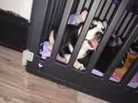 Panda, a female Pomsky for sale in Reading, PA – 6 of 10