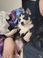 Panda, a female Pomsky for sale in Reading, PA – 4 of 10