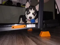 Panda, a female Pomsky for sale in Reading, PA – 5 of 10