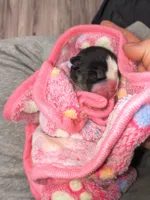 Panda, a female Pomsky for sale in Reading, PA – 10 of 10