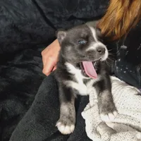 Royal, a female Pomsky for sale in Reading, PA – 5 of 7