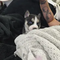 Panda, a female Pomsky for sale in Reading, PA – 2 of 10