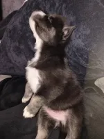 Royal, a female Pomsky for sale in Reading, PA – 4 of 7
