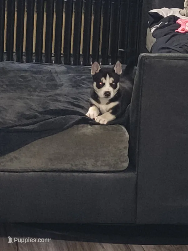 Panda – Pomsky puppy for sale in Reading, PA
