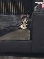 Panda, a female Pomsky for sale in Reading, PA – 1 of 10