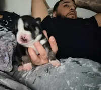 Panda, a female Pomsky for sale in Reading, PA – 9 of 10