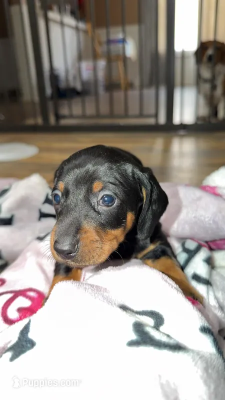 Claire – Miniature Dachshund puppy on hold in Jackson Springs, NC