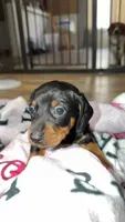 Claire, a female Miniature Dachshund for sale in Jackson Springs, NC – Photo 1 of 2