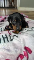 Claire, a female Miniature Dachshund for sale in Jackson Springs, NC – Photo 2 of 2