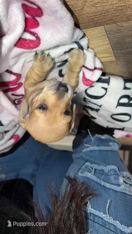 Sweety – Miniature Dachshund puppy for sale in Jackson Springs, NC