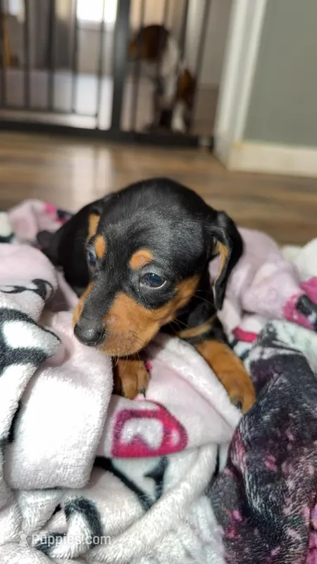 Bear  – Miniature Dachshund puppy on hold in Jackson Springs, NC
