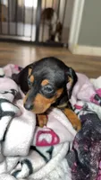 Bear , a male Miniature Dachshund for sale in Jackson Springs, NC – Photo 1 of 2