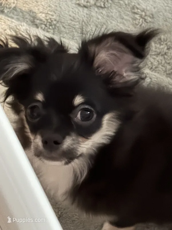 Mustang – Chihuahua puppy for sale in Peoria, AZ