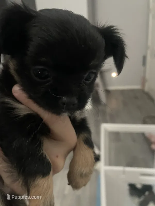 Aika – Chihuahua puppy for sale in Peoria, AZ