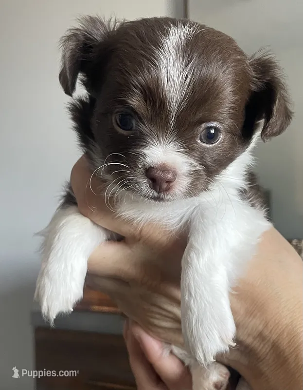Blue – Chihuahua puppy for sale in Peoria, AZ