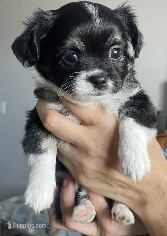 Panda – Chihuahua puppy for sale in Peoria, AZ
