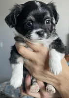 Panda, a male Chihuahua for sale in Peoria, AZ – 1 of 1