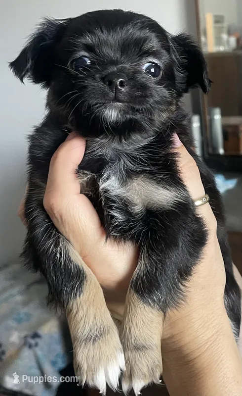 Aika – Chihuahua puppy for sale in Peoria, AZ