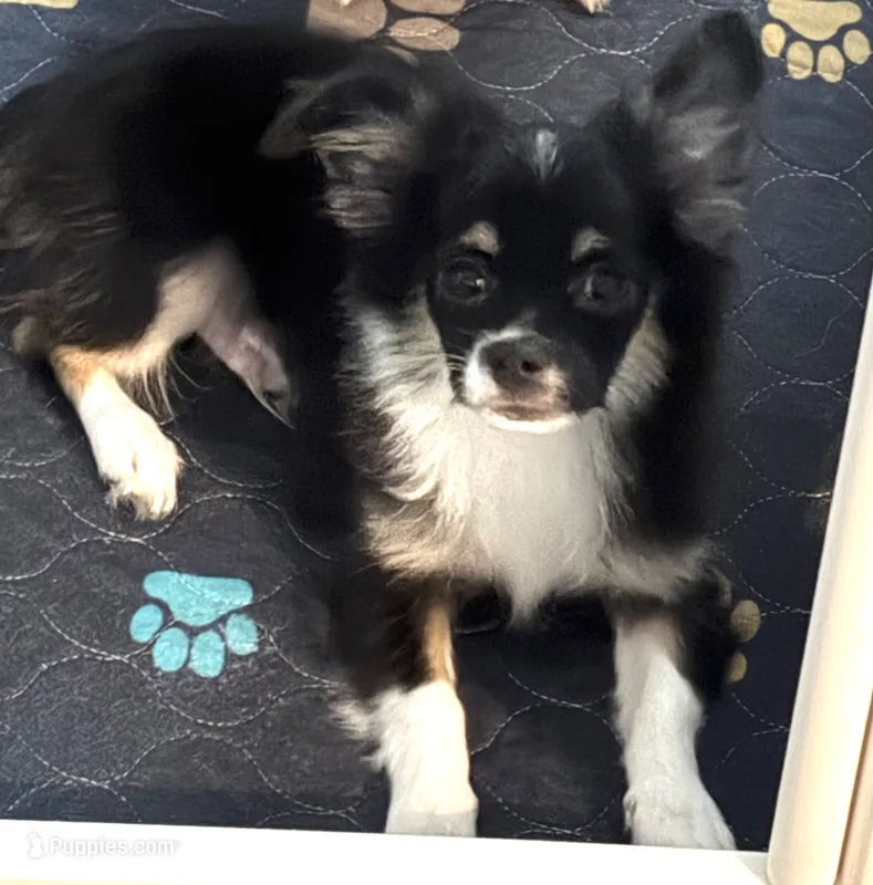 Panda – Chihuahua puppy for sale in Peoria, AZ