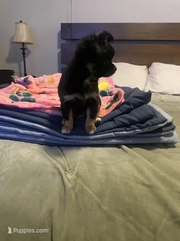Aika – Chihuahua puppy for sale in Peoria, AZ