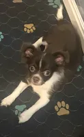 Blue, a male Chihuahua for sale in Peoria, AZ – 2 of 2
