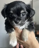 Mustang, a male Chihuahua for sale in Peoria, AZ – 1 of 1