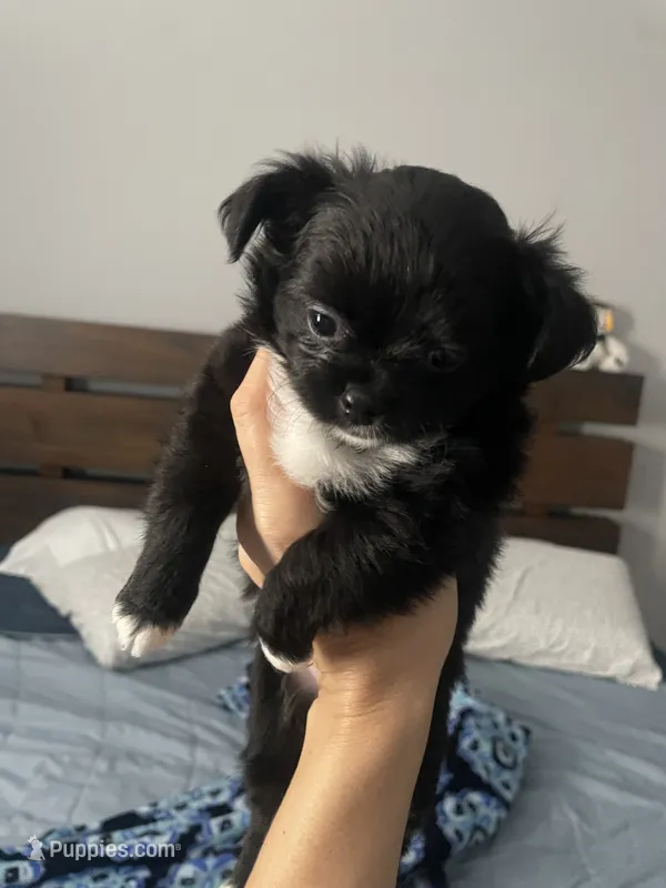 Luna – Chihuahua puppy for sale in Peoria, AZ