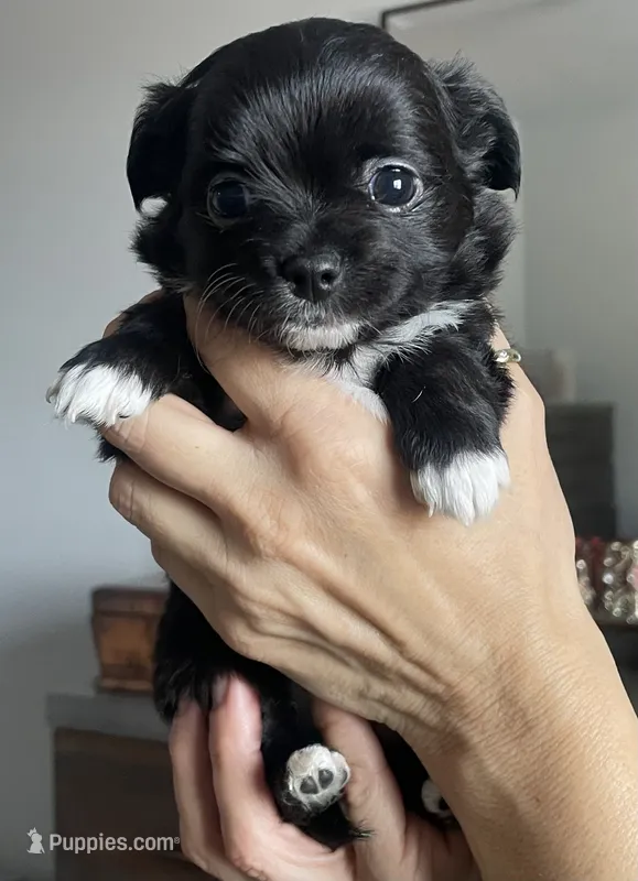 Luna – Chihuahua puppy for sale in Peoria, AZ