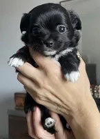 Luna, a female Chihuahua for sale in Peoria, AZ – 1 of 1