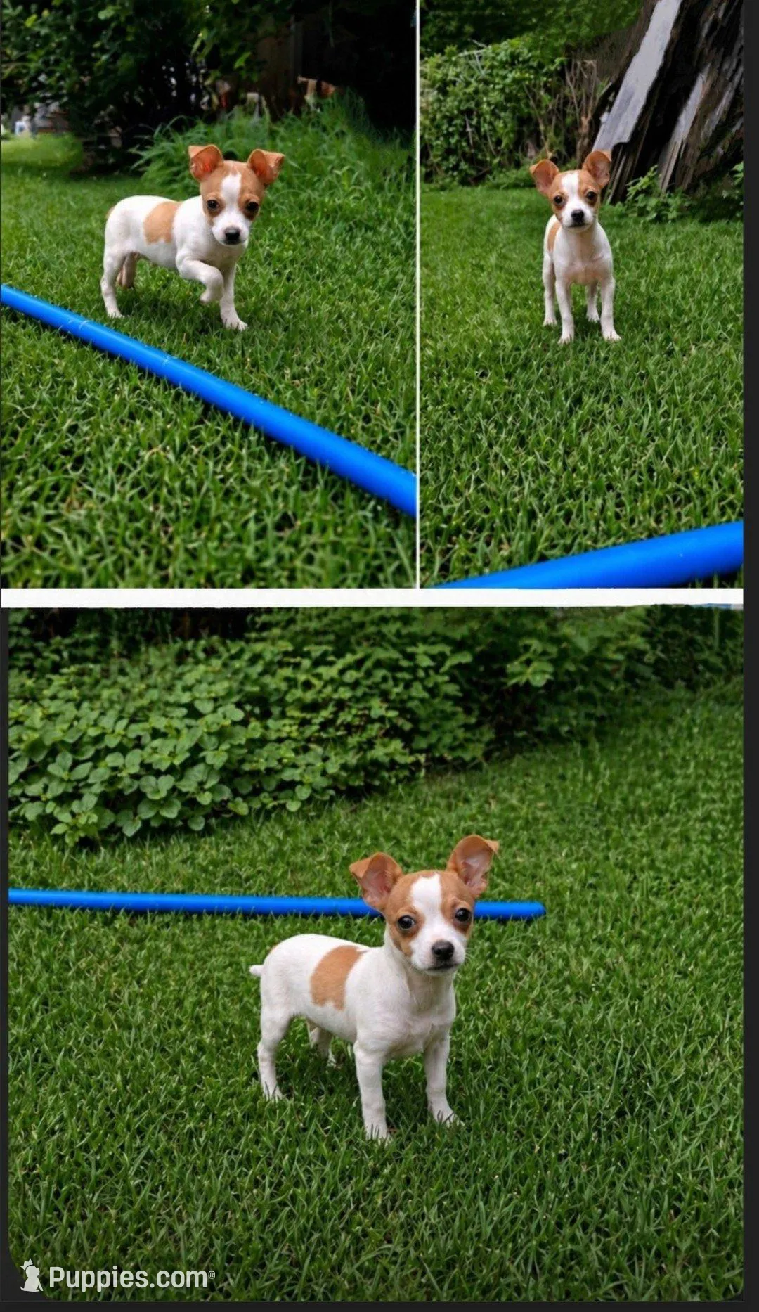 Charlie, a male Chihuahua for sale in Granbury, TX – Photo 2 of 2