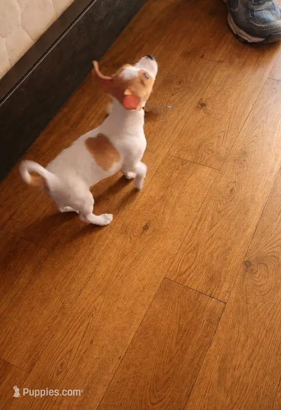 Charlie, a male Chihuahua for sale in Granbury, TX – Photo 1 of 2