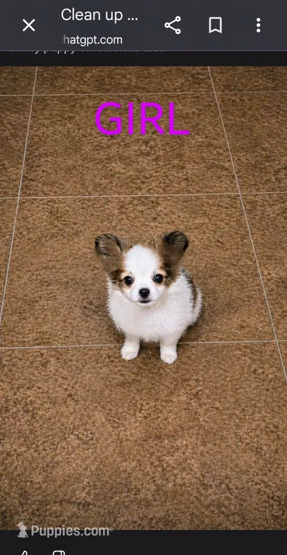 Bella – Chihuahua puppy for sale in Granbury, TX