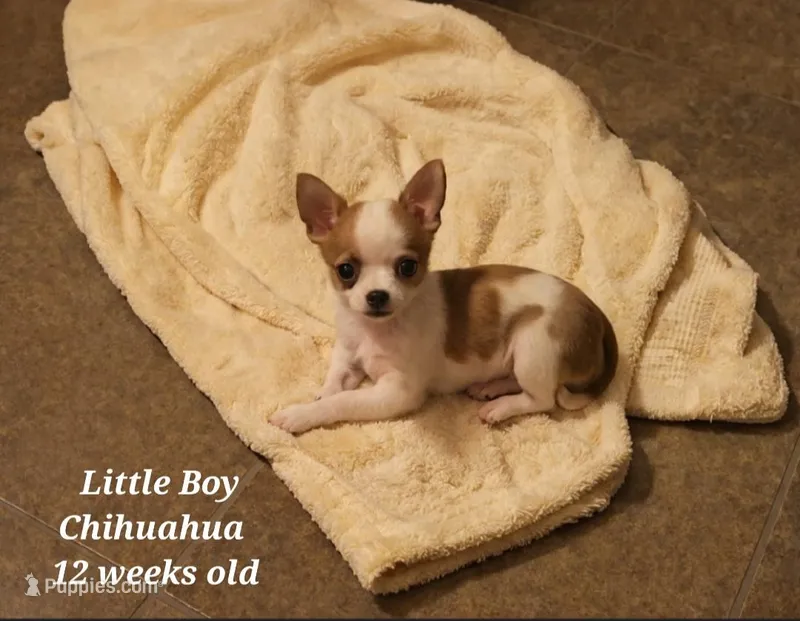 Timmy, a male Chihuahua for sale in Granbury, TX – Photo 1 of 3