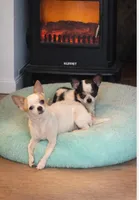 Timmy, a male Chihuahua for sale in Granbury, TX – Photo 3 of 3