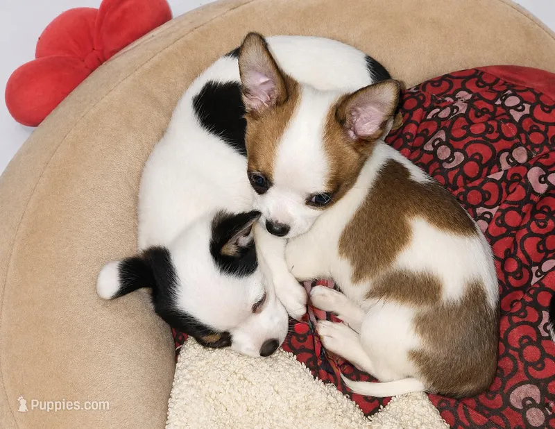 Timmy – Chihuahua puppy for sale in Granbury, TX