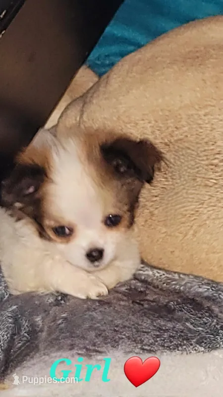 Bella, a female Chihuahua for sale in Granbury, TX – Photo 1 of 1