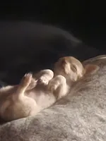 Ziggy, a male Chihuahua for sale in Granbury, TX – Photo 9 of 10