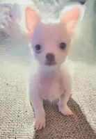 Ziggy, a male Chihuahua for sale in Granbury, TX – Photo 6 of 10