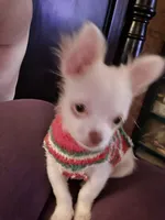 Ziggy, a male Chihuahua for sale in Granbury, TX – Photo 1 of 10