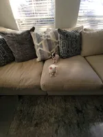 Ziggy, a male Chihuahua for sale in Granbury, TX – Photo 8 of 10