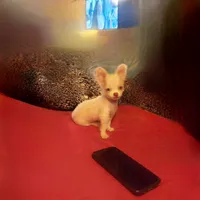 Ziggy, a male Chihuahua for sale in Granbury, TX – Photo 5 of 10