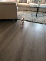 Ziggy, a male Chihuahua for sale in Granbury, TX – Photo 7 of 10