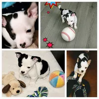 HARLEY, a male Chihuahua for sale in Granbury, TX – 1 of 1