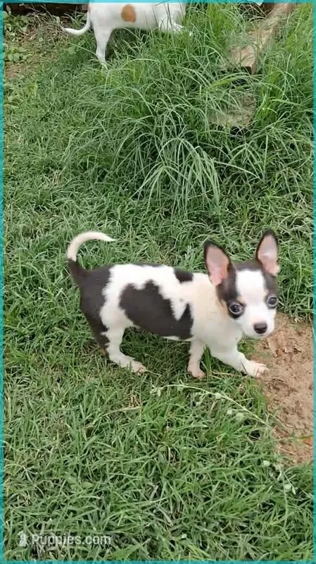 Paco, a male Chihuahua for sale in Granbury, TX – Photo 1 of 3