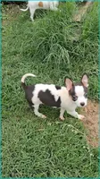 Paco, a male Chihuahua for sale in Granbury, TX – Photo 1 of 3