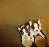 Paco, a male Chihuahua for sale in Granbury, TX – Photo 3 of 3