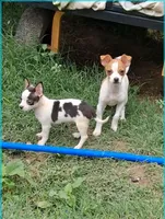 Paco, a male Chihuahua for sale in Granbury, TX – Photo 2 of 3