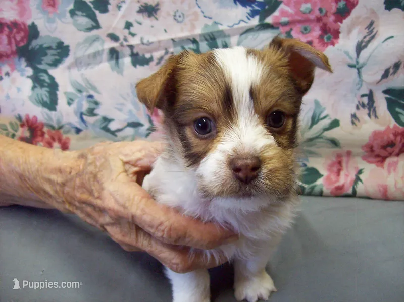 Tracker – Yorkshire Terrier puppy for sale in Show Low, AZ
