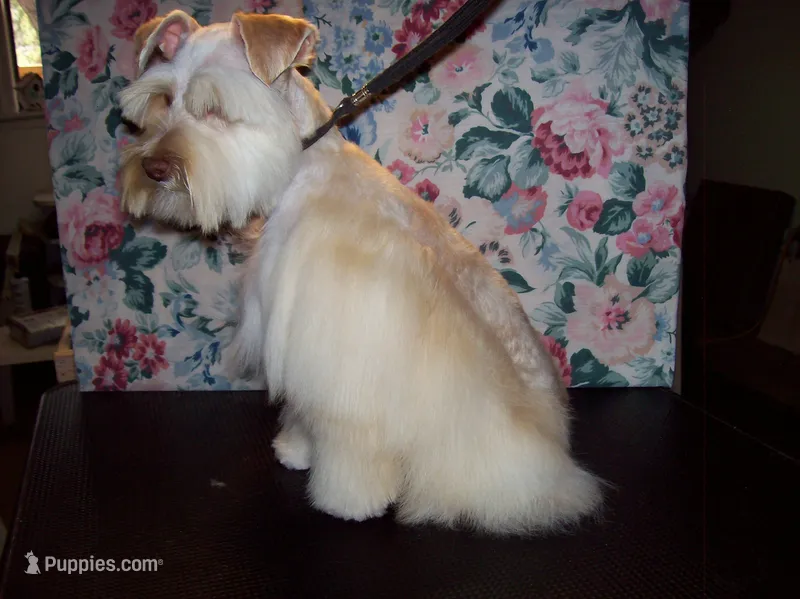  TOY Rose' – Miniature Schnauzer puppy for sale in Show Low, AZ