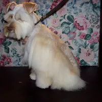  TOY Rose', a female Miniature Schnauzer for sale in Show Low, AZ – Photo 2 of 3